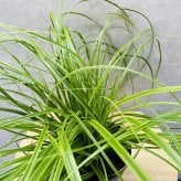 斑入り カレックス オシメンシス エバーライム 15cmポット苗 株 下草 常緑 多年草 グランドカバー カラーリーフ 庭 寄せ植えに 花壇 鉢植え 高耐寒性