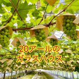 【予約】 岡山県産 シャインマスカット 宝石箱 水晶 厳選秀品 大粒18粒 国産 プレゼント フルーツ