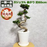 現品 ガジュマル 観葉植物 曲がり 8号鉢苗 大型 盆栽 登り樹 昇り竜 室内 珍しい 希少種 多幸の木 幸福をもたらす精霊が住むガジュマルの木 おしゃれなインテリア 結婚祝い 新築祝い 開店祝い 開業祝い 誕生日 母の日 父の日 記念日 プレゼントギフト 肥料別売り 敬老の日