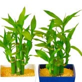 ミリオンバンブー ドラセナ 寄せ植え 幸福の木 職人仕立て 育てやすい観葉植物 空気清浄効果 おしゃれ 本物 室内 カフェ風 初心者向 育てやすい お祝い プレゼント インテリア グリーン ギフト 御祝 新築祝 開店祝 送料無料