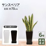 サンスベリア 6号 角高陶器 高さ約70cm 観葉植物
