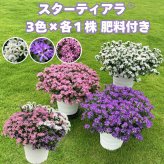 スターティアラ 3色×各1株セット 肥料付き ホワイト ブルー ピンク 3.5号ポット苗 サントリーフラワーズ スカエボラ｜暑さに強い夏の花 ガーデニング 鉢植え ハンギング プランター