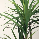 観葉植物 造花 ユッカ BROWN 全高約210cm 大型 フェイクグリーン 高級 本物そっくり リアル おしゃれ スタイリッシュ インテリア 人工観葉植物 アーティフィシャルグリーン モダン オフィス 店舗 ホテル 開店祝い 室内 リビング 玄関 風水 青年の木