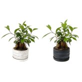 ガジュマル 5号 利休浅陶器 高さ約30cm 観葉植物