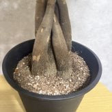 観葉植物 パキラ グラブラ 5本編み 5号 高さ約45cm マネーツリー 発財樹 縁起物 金運 風水 育てやすい 耐陰性 インテリア 玄関 リビング 新築祝い 開店祝い 開業祝い 移転祝い 周年祝い 引っ越し祝い 誕生日 お祝い ギフト プレゼント おしゃれ