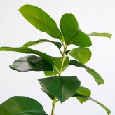 観葉植物 造花 フィカス ベンガレンシス BROWN 全高約170cm 大型 フェイクグリーン 高級 本物そっくり リアル おしゃれ インテリア 人工観葉植物 アーティフィシャルグリーン オフィス 店舗 ホテル 開店祝い 室内 リビング 玄関 風水 ゴムの木 ベンガルゴム