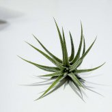 PLANCHU メール便発送 エアプランツ ティランジア イオナンタ 白花 Sサイズ 1株 W3×H3cm前後 育て方説明書付き Tillandsia ionantha ‘White Flower’ エアープランツ チランジア