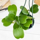 PLANCHU 観葉植物 ホヤ カーリー 4号吊り鉢 育て方説明書付き Hoya kerrii ハートホヤ サクララン 桜蘭