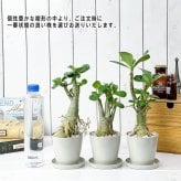 PLANCHU 観葉植物 アデニウム 3.5号鉢 受け皿付き 育て方説明書付き Adenium コーデックス 塊根植物 多肉植物