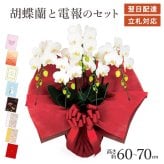 【送料無料】 ミディ胡蝶蘭 ５本立 白 【35輪以上】 電報セット可能 フラワー 花 祝電 お祝い ギフト プレゼント 結婚式 結婚祝い 結婚記念日 誕生日 出産祝い 還暦 長寿祝い 記念日 事務所移転 開店 開業祝い 昇進 栄転 就任祝い 定年退職 周年祝い 創立記念 ビジネス 叙勲 受章祝い 孫の日 七五三 いい夫婦の日 クリスマス 成人式 成人祝い 年賀 お正月 翌日配達