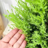 PLANCHU 観葉植物 コニファー ゴールドクレスト ウィルマ 7号鉢 受け皿付き 育て方説明書付き Cupressus macrocarpa ‘Wilma’ 庭木 植木 針葉樹 クリスマスツリー