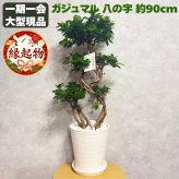 ガジュマル 観葉植物 八の字 8号鉢苗 大型 盆栽 末広がりの8の字 室内 珍しい 希少種 多幸の木 幸福をもたらす精霊が住むガジュマルの木 おしゃれなインテリア 結婚祝い 新築祝い 開店祝い 開業祝い 誕生日 母の日 父の日 記念日 プレゼントギフト 肥料別売り 敬老の日