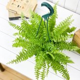 PLANCHU 観葉植物 ネフロレピス ツデー 5号吊り鉢 育て方説明書付き Nephrolepis exaltata ‘Teddy Junior’ ボストンファーン ボストンファン シダ植物