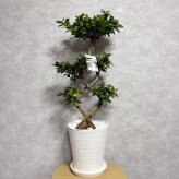 ガジュマル 観葉植物 八の字 8号鉢苗 大型 盆栽 末広がりの8の字 室内 珍しい 希少種 多幸の木 幸福をもたらす精霊が住むガジュマルの木 おしゃれなインテリア 結婚祝い 新築祝い 開店祝い 開業祝い 誕生日 母の日 父の日 記念日 プレゼントギフト 肥料別売り 敬老の日