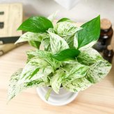 PLANCHU 観葉植物 ポトス 3種セット ゴールデン ライム マーブルクイーン 4号鉢 受け皿付き 育て方説明書付き エピプレムナム アロイド