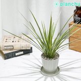 PLANCHU 観葉植物 ドラセナ マルギナータ ホワイボリー 3.5号鉢 受け皿付き 育て方説明書付き Dracaena marginata ‘Whivory’ 真実の木 マジナータ コンシンネ コンシナ