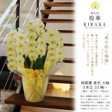 希少 純国産 胡蝶蘭 花持ち長い 大輪 3本立ち 33輪～ 23,800円【煌華(きらか)】 黄色 画像配信あり 産地直送 お祝い 母の日ギフト 縁起良い 商売繁盛 長寿祝 開店祝 開業祝 移転祝 就任祝 昇進祝 当選祝 当日発送 日本橋 銀座 王立園芸協会登録商品