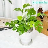 PLANCHU 観葉植物 ヒメモンステラ 5号鉢 受け皿付き 育て方説明書付き Rhaphidophora tetrasperma ラフィドフォラ モンステラ アロイド