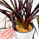 PLANCHU 観葉植物 エクメア フォスターズフェイバリット 5号鉢 受け皿付き 育て方説明書付き Aechmea ‘Foster's Favorite’ ブロメリア