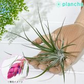 PLANCHU エアプランツ ティランジア ストリクタ ギガンティクス Mサイズ 1株 W15×H15cm前後 育て方説明書付き Tillandsia stricta ‘Giganticus’ エアープランツ チランジア