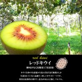 産地直送 レッドキウイ 2kg 小玉 贈答用 特選品 キウイフルーツ 2キロ 国産 瀬戸内海 離島の島 愛媛県 中島産 希望の島産 産直【送料無料】