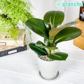 PLANCHU 観葉植物 フィカス ソフィア 4号鉢 受け皿付き 育て方説明書付き Ficus elastica ‘Sofia’ インドゴムノキ