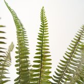 観葉植物 造花 ボストンファーン シルバー BROWN 全高約77cm 卓上・小型 フェイクグリーン 本物そっくり おしゃれ インテリア 人工観葉植物 アーティフィシャルグリーン オフィス 店舗 ホテル 開店祝い 室内 ミニ シダ タマシダ フェイク