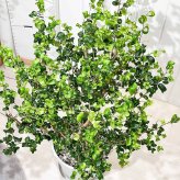 PLANCHU 観葉植物 フィカス ベンジャミン バロック 8号鉢 受け皿付き 育て方説明書付き PVP Ficus benjamina ‘Barok’ 幸運を呼ぶ木 ゴムノキ