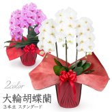 【送料無料】 大輪胡蝶蘭 ３本立 スタンダード【約30輪 選べる２色】 電報セット可能 フラワー 花 祝電 お祝い ギフト プレゼント 結婚式 結婚祝い 結婚記念日 誕生日 還暦 長寿祝い 記念日 事務所移転 開店 開業祝い 昇進 栄転 就任祝い 定年退職 周年祝い 創立記念 ビジネス 叙勲 受章祝い 孫の日 七五三 いい夫婦の日 クリスマス 成人式 成人祝い 年賀 お正月 翌日配達
