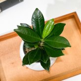 PLANCHU 観葉植物 ガジュマル ベビーリーフ 3号丸鉢 受け皿付き 育て方説明書付き Ficus ‘Baby Leaf’ フィカス 矮性ガジュマル 精霊の宿る木