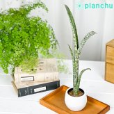 PLANCHU 観葉植物 ケスネリア マルモラータ 3号丸鉢 受け皿付き 育て方説明書付き Quesnelia marmorata ブロメリア
