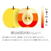 予約販売 いちかわの梨 秋月 5kg 9～14玉 千葉県市川産 梨 なし 和梨 フルーツ 果物 ギフト 贈答用 お中元 暑中見舞い 残暑見舞い お盆 お供え 高級フルーツ 旬の味覚