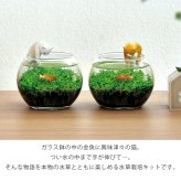 じゃれ猫水草鉢 猫と楽しむミニアクアリウム水草栽培キット 鉢付き フィギュア付き 猫 ネコ ねこ 金魚 植物 グリーン スターターセット オブジェ 置物 おしゃれ インテリア 雑貨 ギフト プレゼント 男性 女性 誕生日 母の日 父の日 敬老の日 引越し祝い 新築祝い お祝 ラッピング対応 無料ラッピング