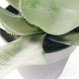 観葉植物 造花 アガベ アテナータ BROWN 全高約50cm 卓上・小型 フェイクグリーン 本物そっくり おしゃれ インテリア 人工観葉植物 アーティフィシャルグリーン オフィス 店舗 ホテル 開店祝い 室内 ミニ 多肉植物 フェイク