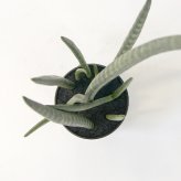 観葉植物 造花 サンセベリア BROWN 全高約68cm 卓上・小型 フェイクグリーン 本物そっくり おしゃれ インテリア 人工観葉植物 アーティフィシャルグリーン オフィス 店舗 ホテル 開店祝い 室内 ミニ トラノオ 虎の尾 フェイク