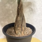 観葉植物 パキラ グラブラ 5本編み 5号 高さ約45cm マネーツリー 発財樹 縁起物 金運 風水 育てやすい 耐陰性 インテリア 玄関 リビング 新築祝い 開店祝い 開業祝い 移転祝い 周年祝い 引っ越し祝い 誕生日 お祝い ギフト プレゼント おしゃれ