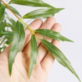 観葉植物 造花 マホニア コンフューサ BROWN 全高約180cm 大型 フェイクグリーン 高級 本物そっくり リアル おしゃれ 和風 和モダン インテリア 人工観葉植物 アーティフィシャルグリーン オフィス 店舗 ホテル 旅館 開店祝い 室内 リビング 玄関 庭木 細葉ヒイラギナンテン
