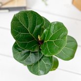 PLANCHU 観葉植物 フィカス リラータ 3.5号鉢 受け皿付き 育て方説明書付き Ficus lyrata カシワバゴムノキ ゴムノキ ゴムの木
