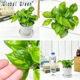 観葉植物 ポトス エンジョイ ＆ グローバルグリーン 2種セット 3.5号鉢 受け皿付き 育て方説明書付き エピプレムヌム