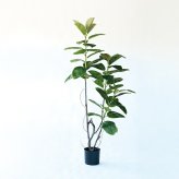 観葉植物 造花 フィカス ソフィア BROWN 全高約180cm 大型 フェイクグリーン 高級 本物そっくり リアル おしゃれ ナチュラル インテリア 人工観葉植物 アーティフィシャルグリーン オフィス 店舗 ホテル 開店祝い 室内 リビング 玄関 風水 ゴムの木