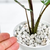 PLANCHU 観葉植物 アロカシア ラウテルバキアナ 4号鉢 受け皿付き 育て方説明書付き Alocasia lauterbachiana アロイド