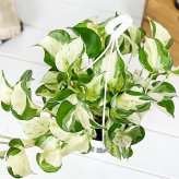 PLANCHU 観葉植物 ポトス ステータス 5号吊り鉢 育て方説明書付き PVP Epipremnum aureum ‘Status’ エピプレムナム アロイド