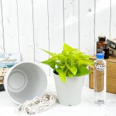 PLANCHU 観葉植物 ポトス ライム 5号鉢 樹脂製ハンギング鉢カバー付き 育て方説明書付き エピプレムナム アロイド
