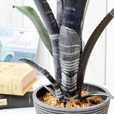 PLANCHU 観葉植物 ビルベルギア ダースベイダー 4号樹脂鉢 受け皿付き 育て方説明書付き Billbergia ‘Darth Vader’ ブロメリア