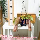 PLANCHU 食虫植物 ネペンテス ミランダ 5号吊り鉢 育て方説明書付き Nepenthes ‘Miranda’ ウツボカズラ