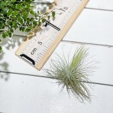 PLANCHU エアプランツ ティランジア マグヌシアナ Mサイズ 1株 W10×H10cm前後 育て方説明書付き Tillandsia magnusiana エアープランツ チランジア