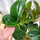 PLANCHU 熱帯花木 メディニラ マグニフィカ フラメンコ 7号鉢 受け皿付き 育て方説明書付き Medinilla magnifica ‘Flamenco’ 熱帯の宝石 観葉植物 鉢花