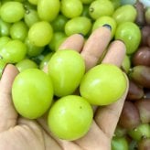 【予約】岡山県 シャンマスカット 宝石箱 長方形化粧箱 レッド 1箱18粒入り 厳選秀品 大粒 プレゼント フルーツ