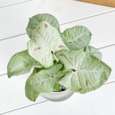 PLANCHU 観葉植物 シンゴニウム コンフェッティ 3.5号鉢 受け皿付き 育て方説明書付き Syngonium podophyllum ‘Confetti’ ダズルカラー アロイド