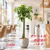 パキラ　１０号　オシャレな観葉植物　トロピカル　南国　ギフト